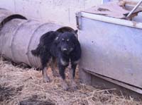 cane paratore/toccatore al lavoro 